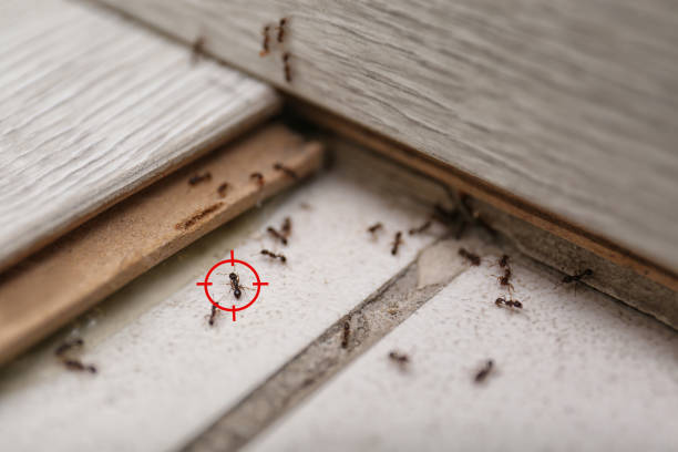 Trusted Pandora, OH Pest Control Experts