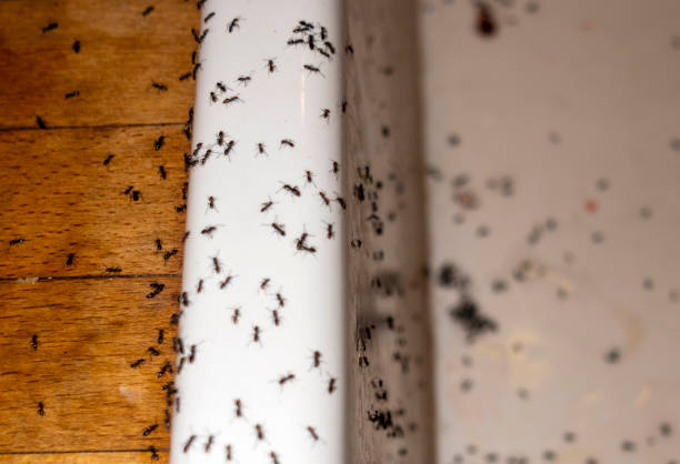 Best Residential Pest Control  in Pandora, OH