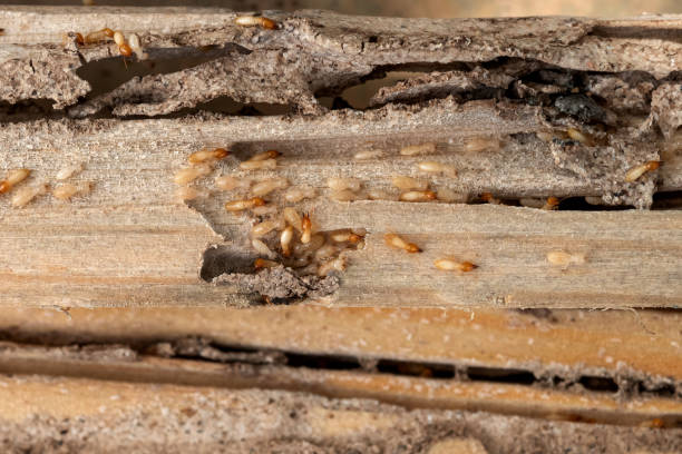 Best Best Pest Control Companies  in Pandora, OH